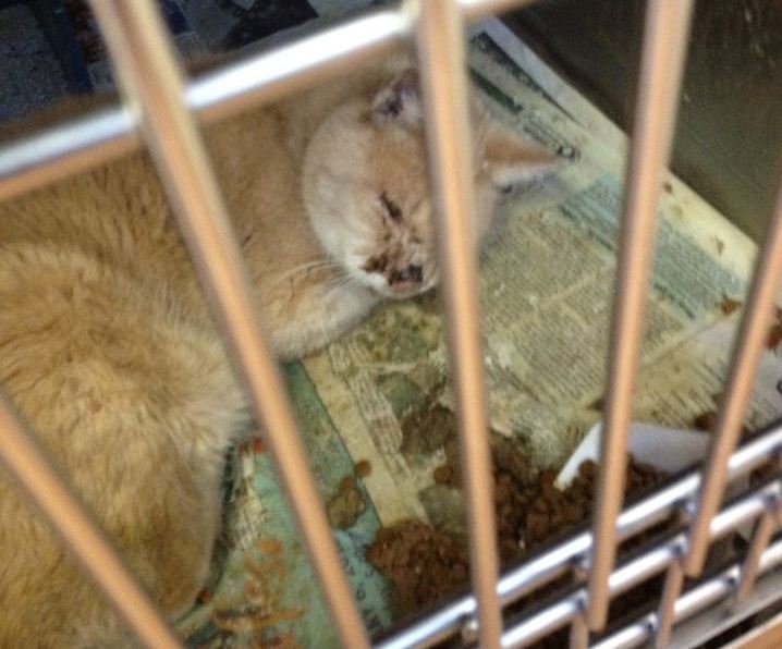 Helmetta’s Hellhole of a Shelter NJ Animal Observer