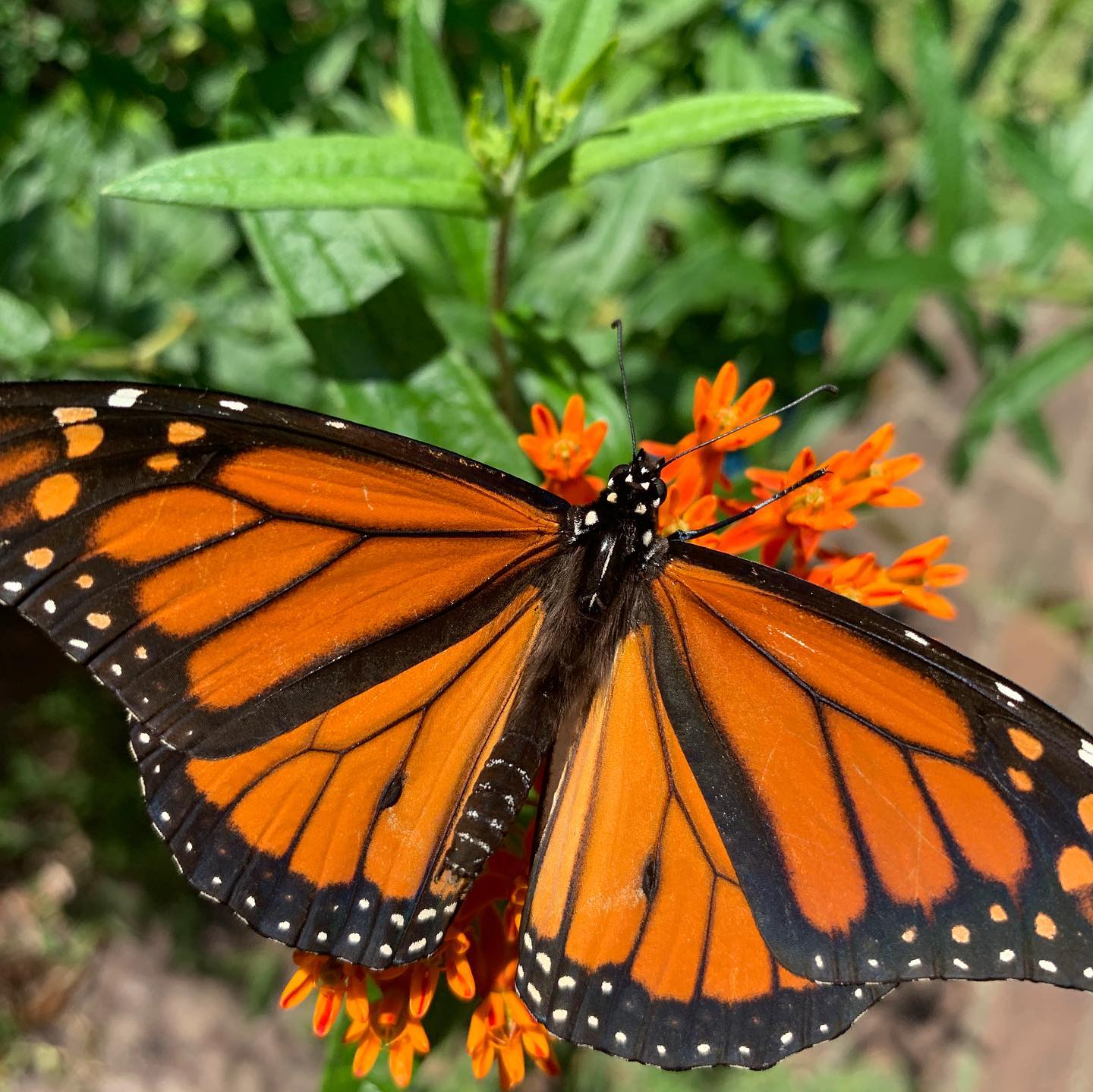 Identifying Two Common Garden Caterpillars New Jersey Audubon