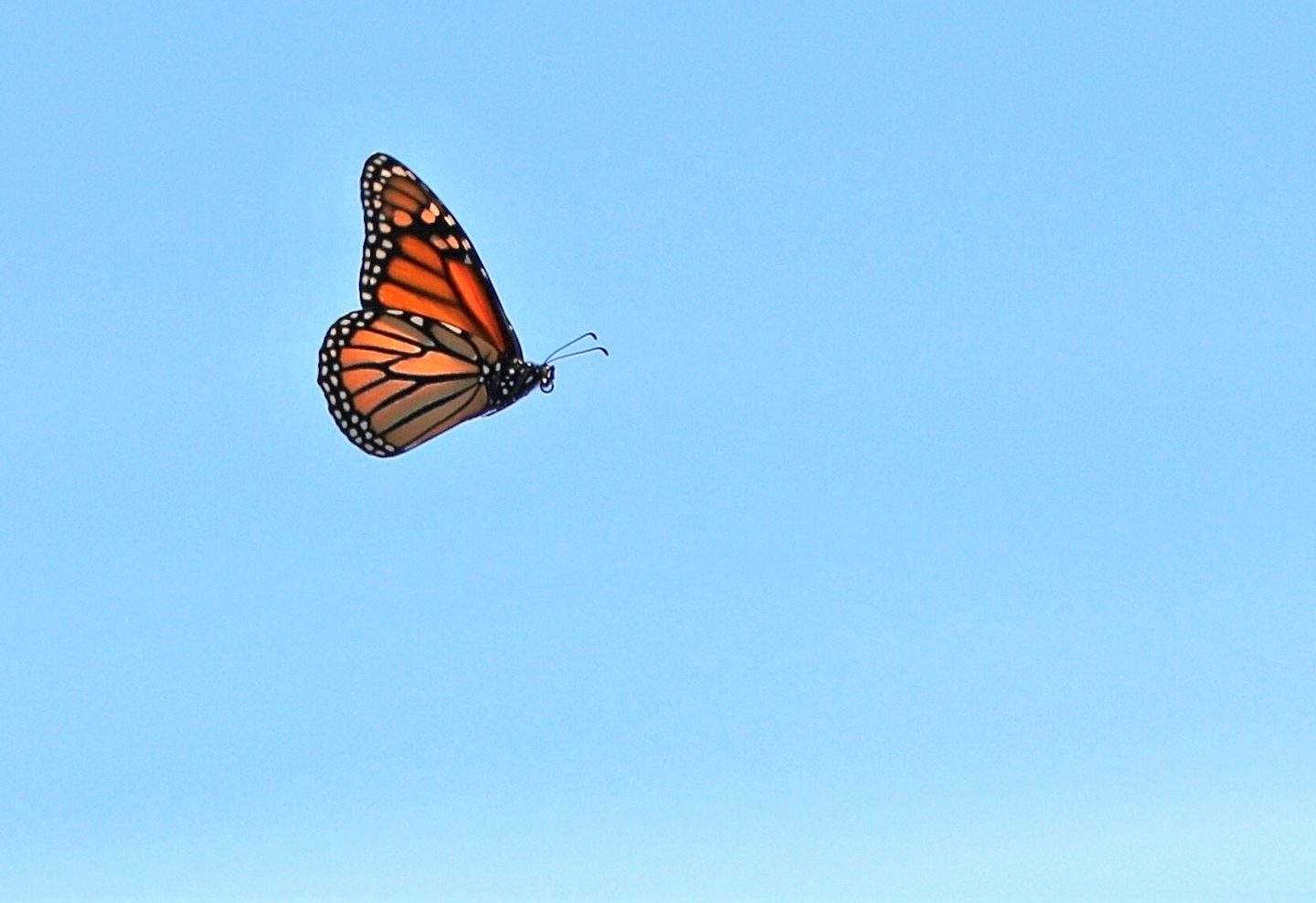 Little Butterfly, Big Journey A little bit about monarch migration and