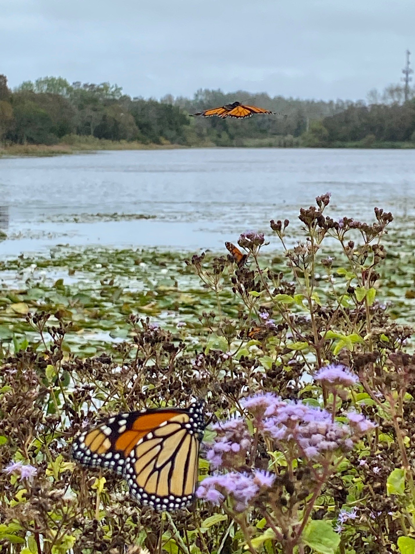 Research shows shifting fall migration timing in monarch butterflies