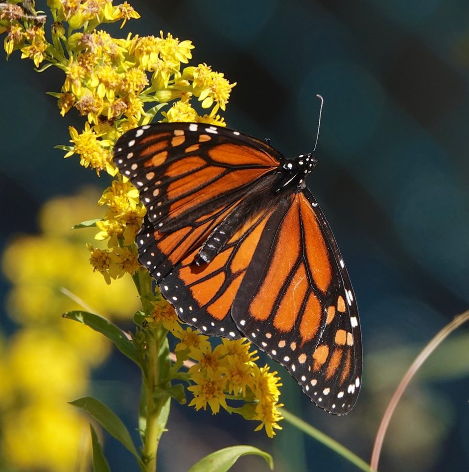 MONARCH MONITORING PROJECT Results of the 2020 Census New Jersey