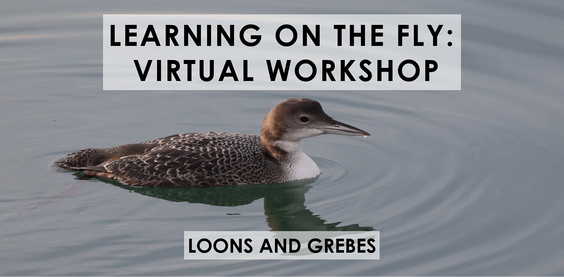 New Jersey Audubon Making New Jersey a Better Place