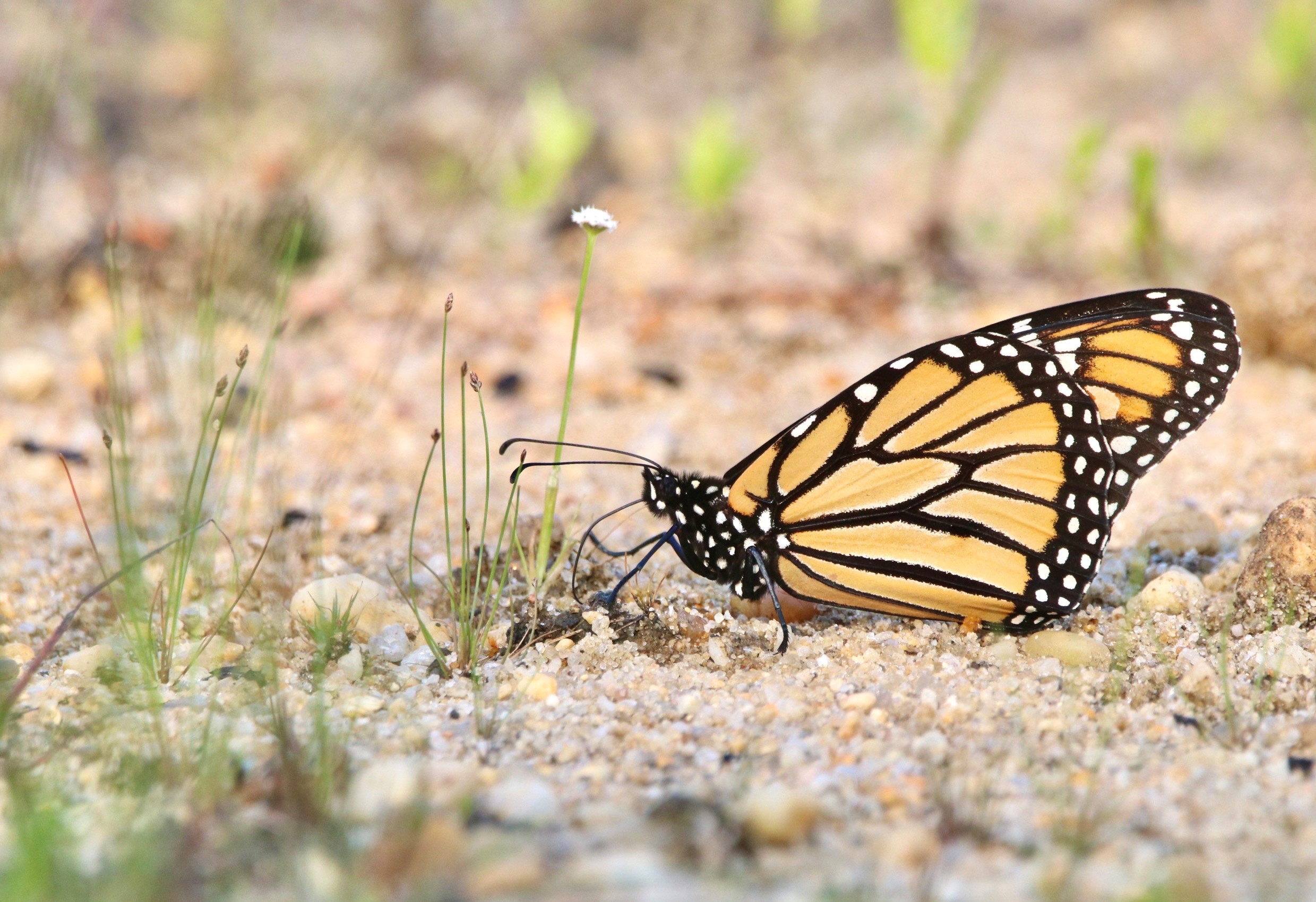 Cape May Bird Observatory Lecture Series Monarch Tagging Demo New