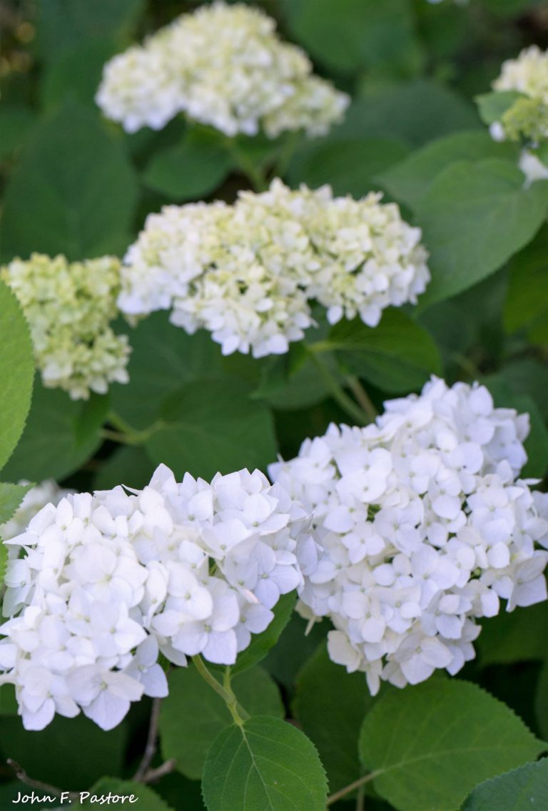 Hydrangea New Jersey Botanical Garden