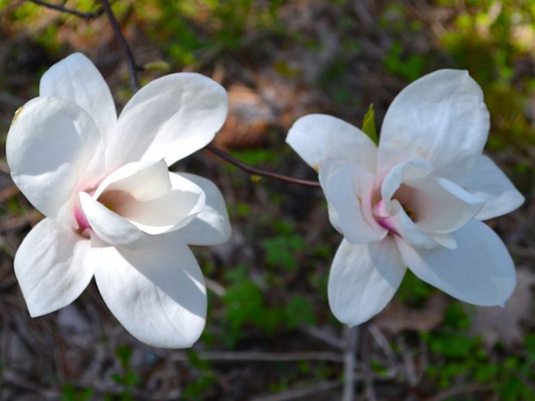 Magnolia New Jersey Botanical Garden