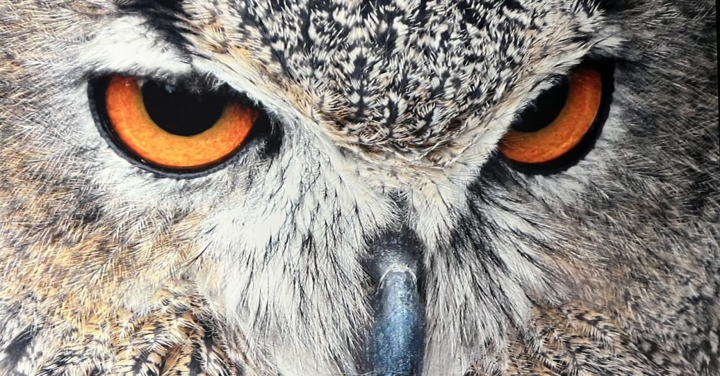 Audubon Owls of New Jersey New Jersey Botanical Garden