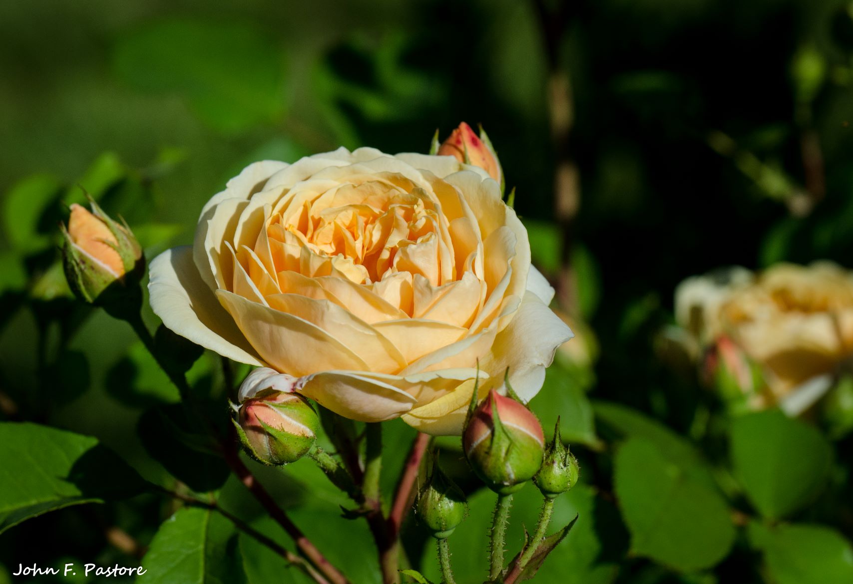 Rose New Jersey Botanical Garden