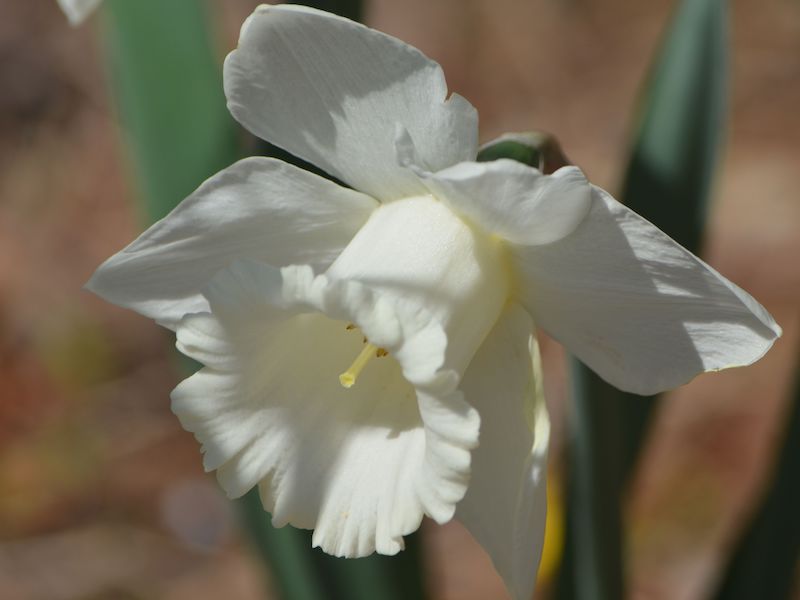 Daffodil New Jersey Botanical Garden