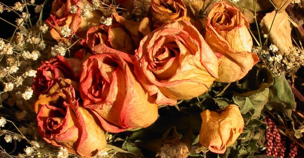 Dried Flowers Growing and Arranging Lasting Beauty New Jersey Botanical Garden