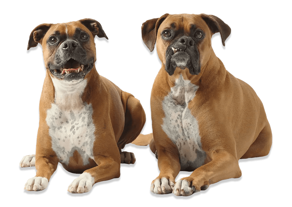 Boxer Puppies For Adoption Near Me Boxer Puppies For