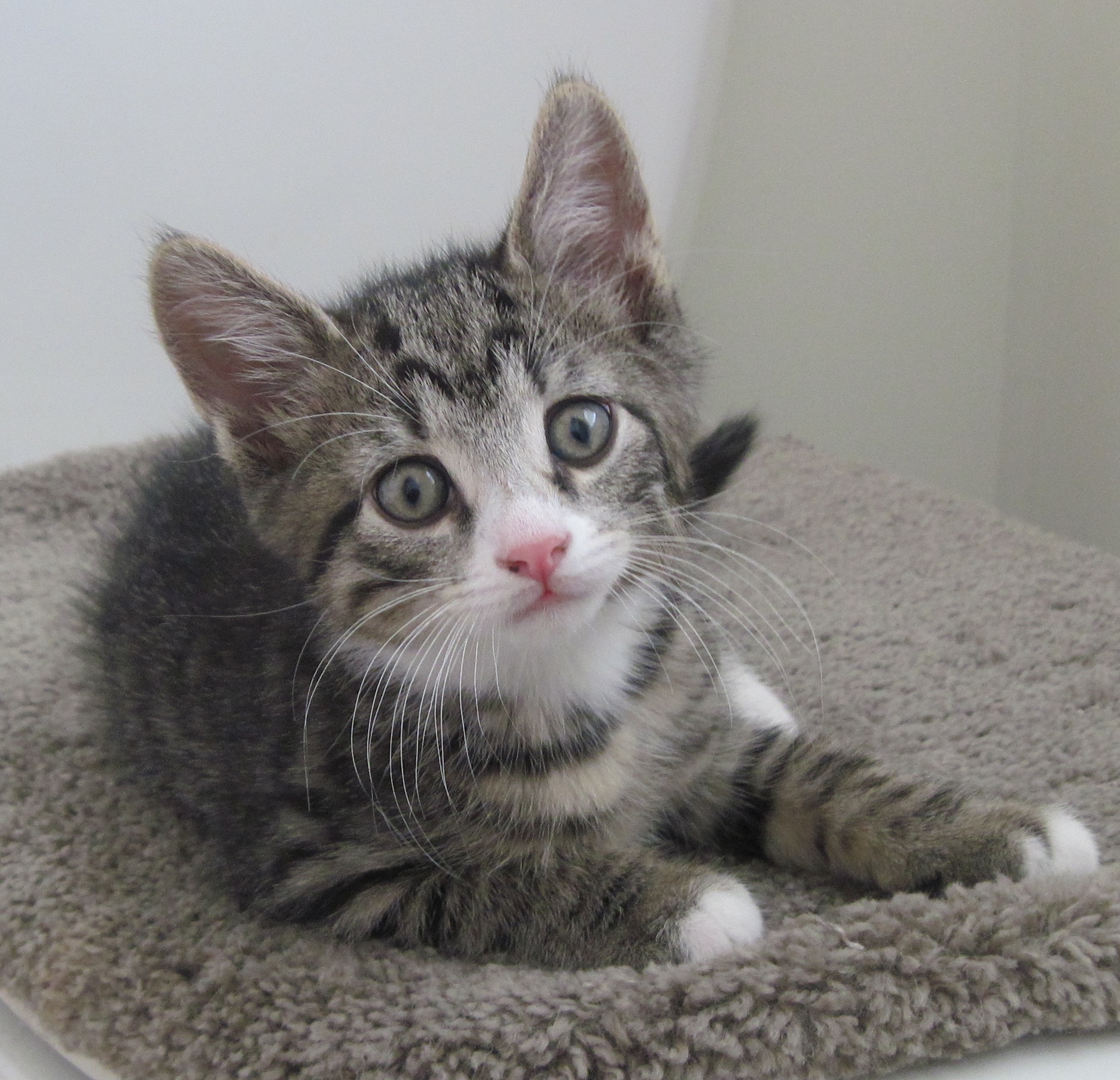 Closter Animal Welfare Society (CLAWS) NJ Cat and Dog Adoption Pet