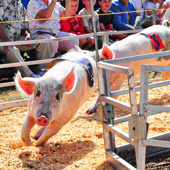 Racing Pigs State Fair Meadowlands