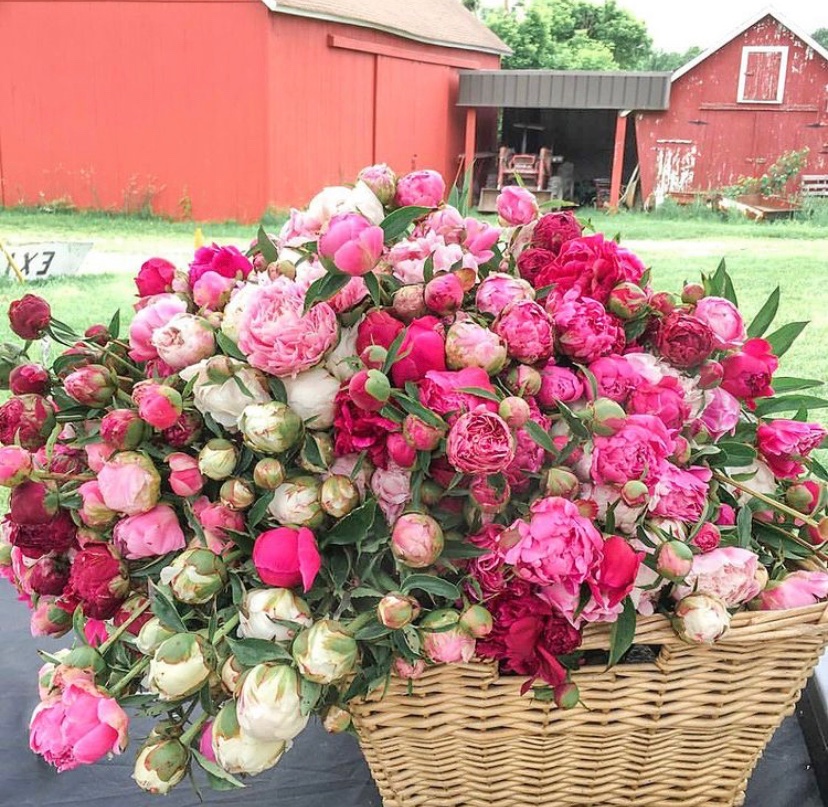 Spring Flowers In NJ Are Here—Where To See Every Bloom