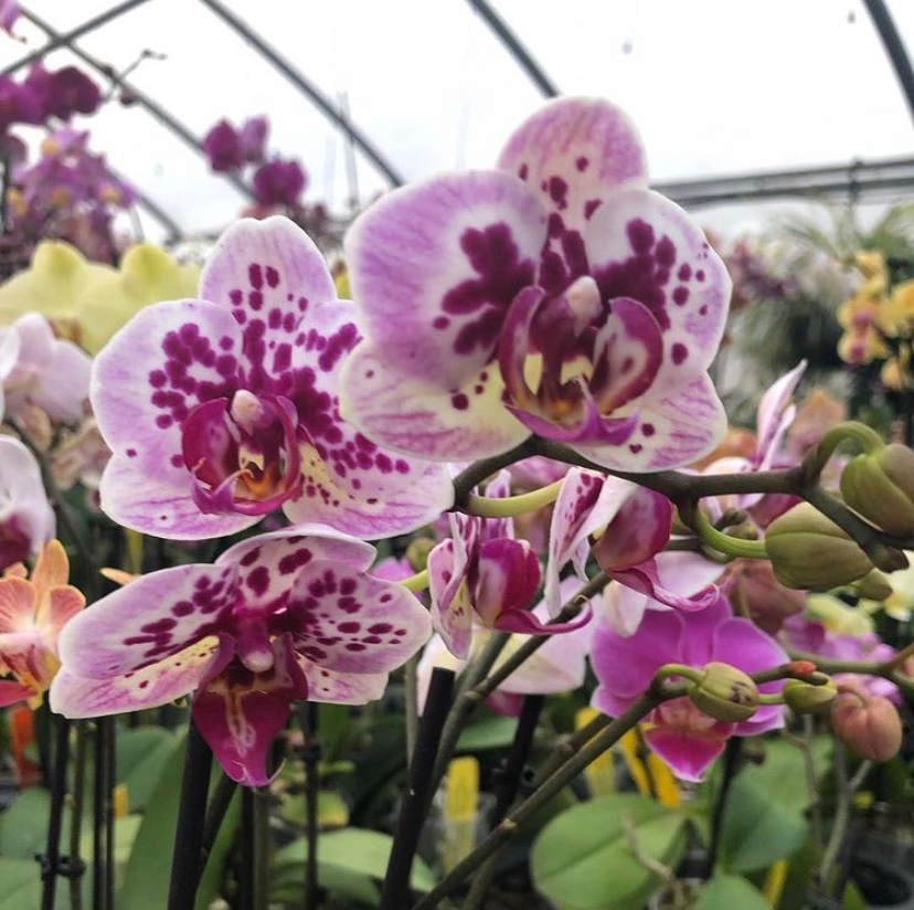 Spring Flowers In NJ Are Here—Where To See Every Bloom