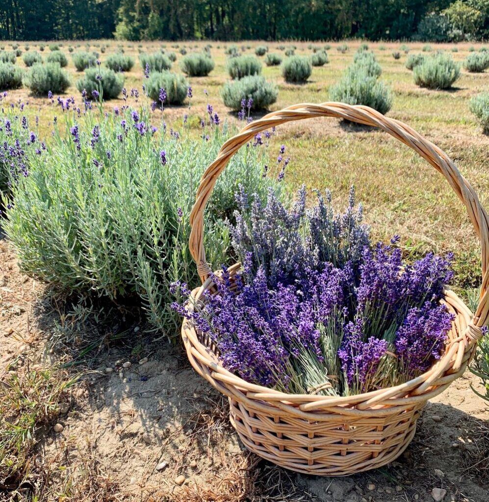 10 Relaxing Lavender Farms in New Jersey