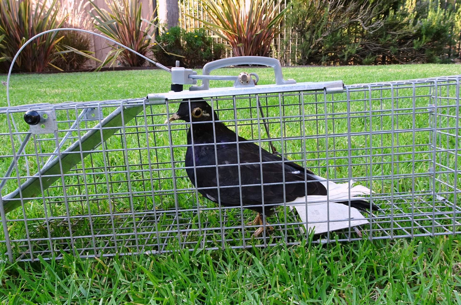 Bird Control New Jersey Wildlife & Pest Control