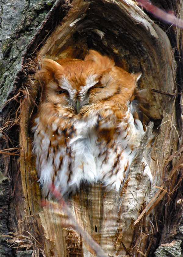 Birding in New Jersey