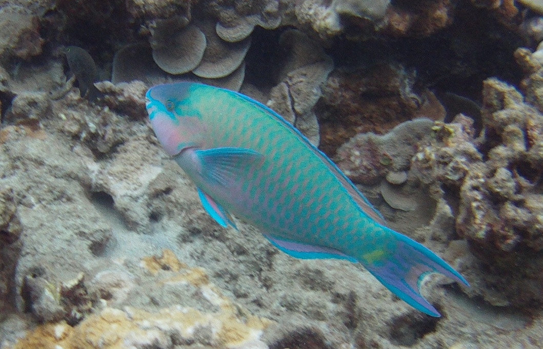 Beta on Ahihi Kinau snorkel conditions 06102021