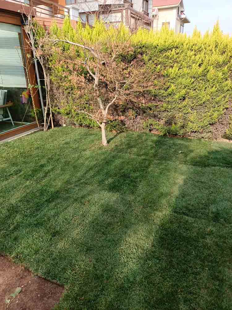 Rulo Hazır Serme Çim M2 Fiyatları