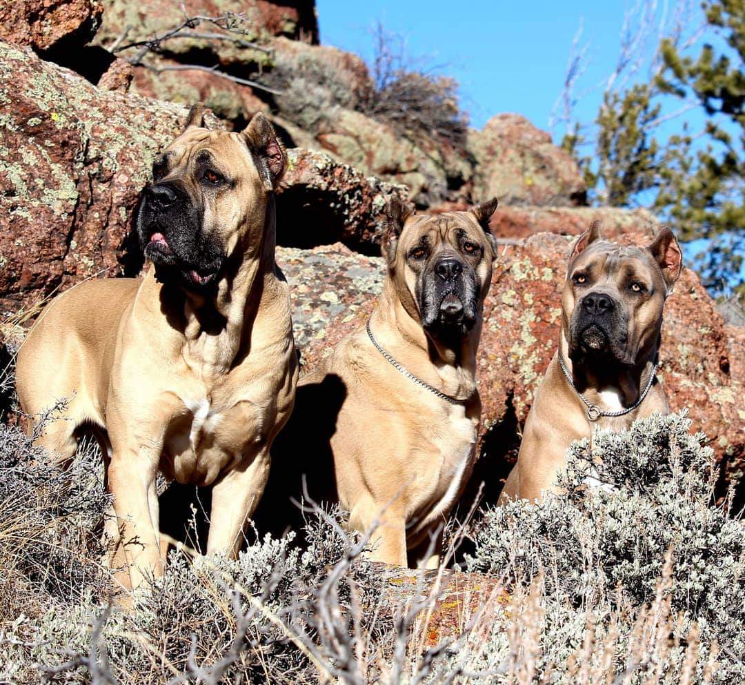 Breeder Spotlight Cane Corso Walton Kentucky Dog Training