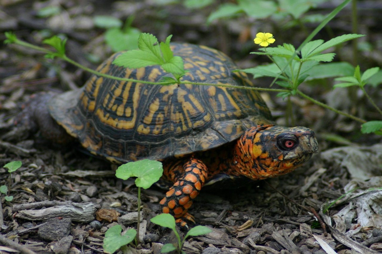 Art Lander's Outdoors Eastern box turtle, docile, colorful turtles are joy to encounter