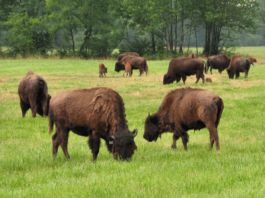 Art Lander's Outdoors Once upon a time, American bison was freeranging native Kentucky species