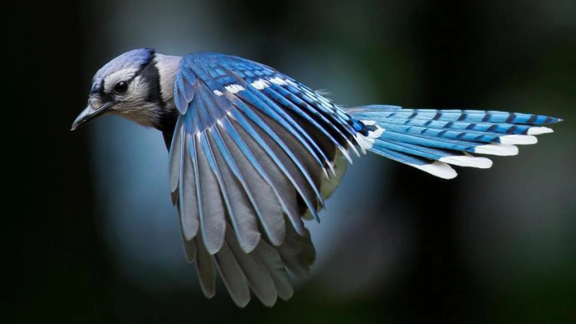 Art Lander’s Outdoors Some facts about the Blue Jay, the lovable bully
