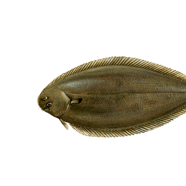 Tong De Viswijzer van WWF