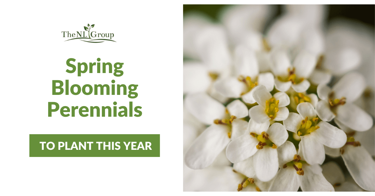 Spring Blooming Perennials to Plant This Year The NL Group