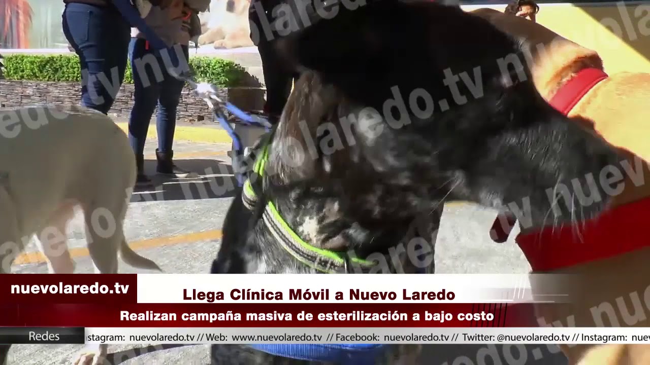 Llega Clínica Móvil para esterilizar a perros y gatos a muy bajo costo