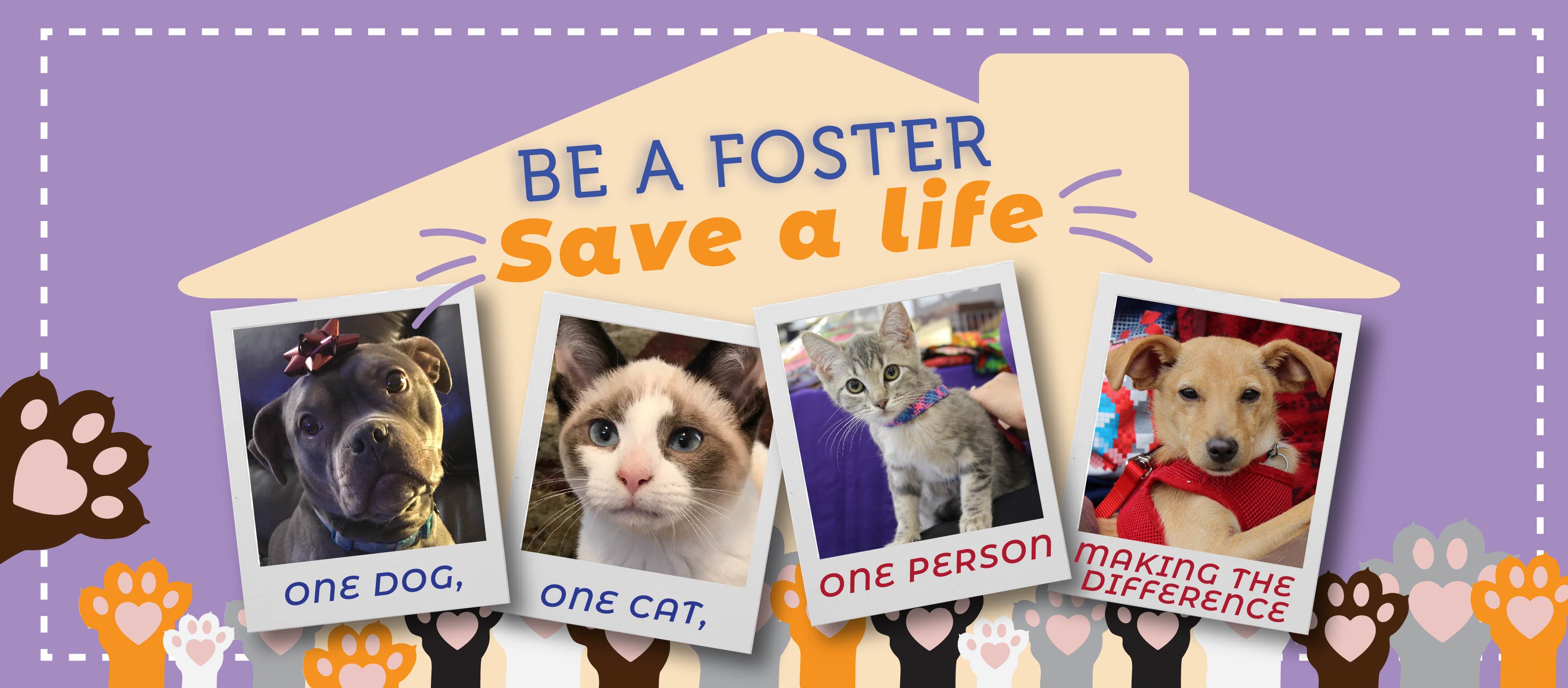 New Mexico Animal Friends Foster