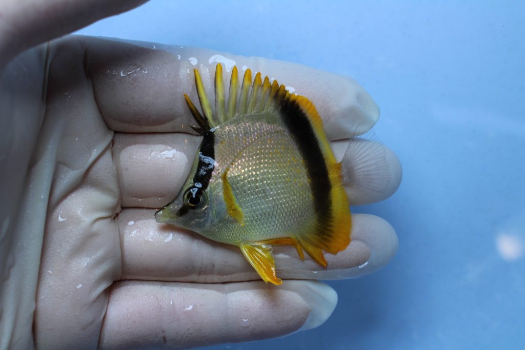 カリブ・西アフリカ便 海水魚 海水魚専門店ナチュラルマリンクラブ