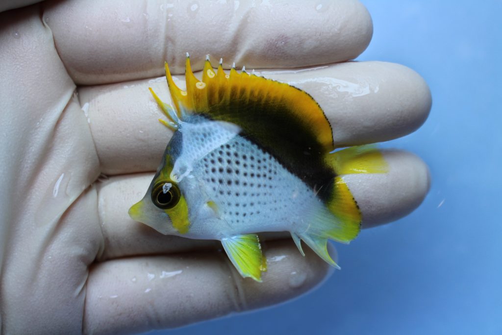 20200208 海水魚 海水魚専門店ナチュラルマリンクラブ