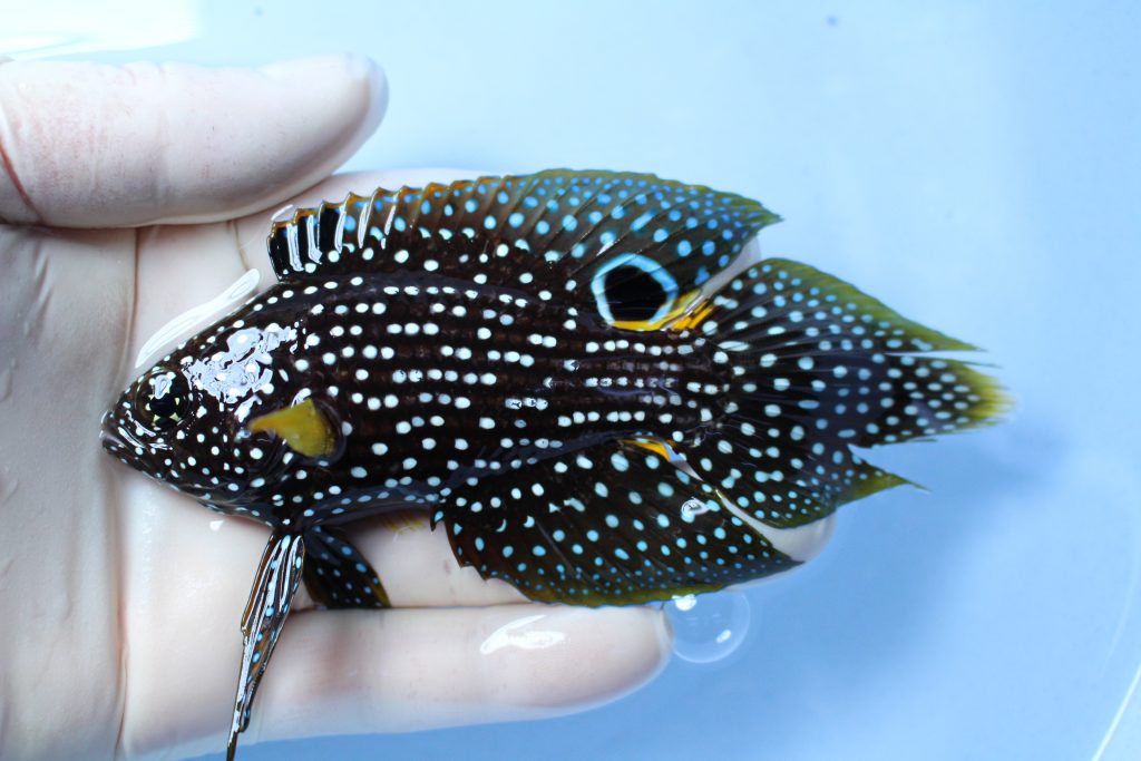 20200214 海水魚 海水魚専門店ナチュラルマリンクラブ