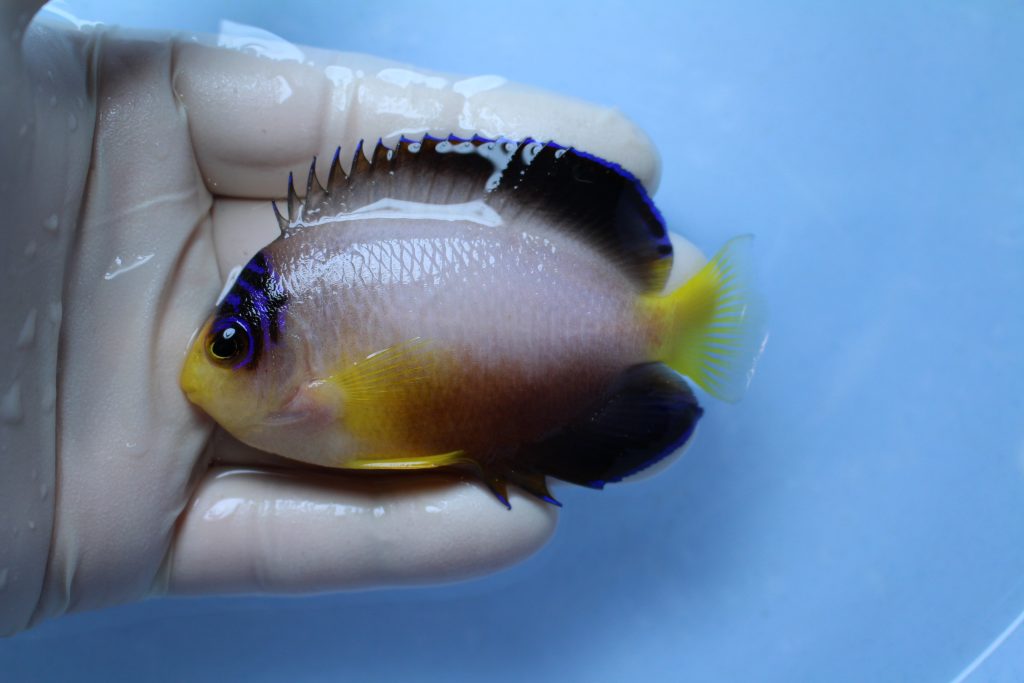 20200314 海水魚 海水魚専門店ナチュラルマリンクラブ