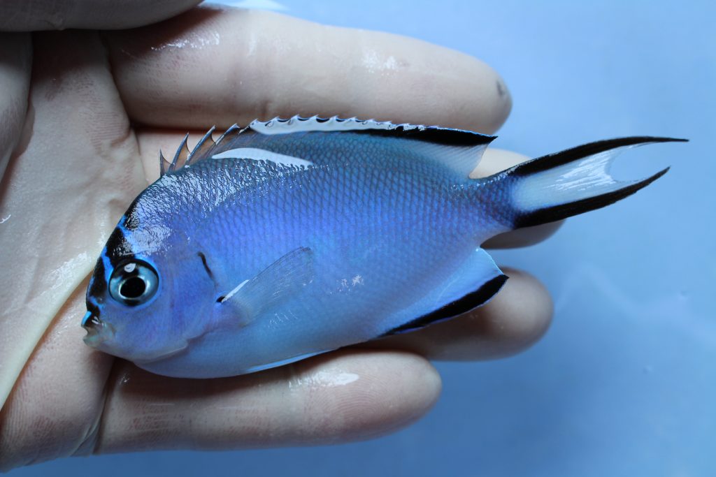 ﾆｭｰｶﾚﾄﾞﾆｱ･ｶﾘﾌﾞ 海水魚 海水魚専門店ナチュラルマリンクラブ