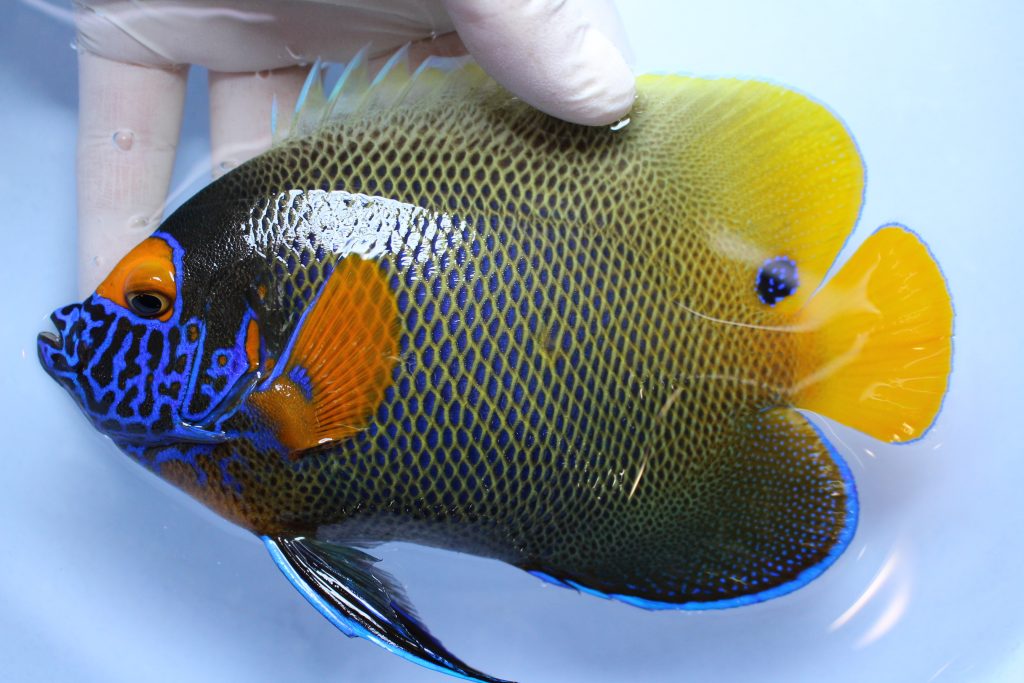 20200404 海水魚 海水魚専門店ナチュラルマリンクラブ