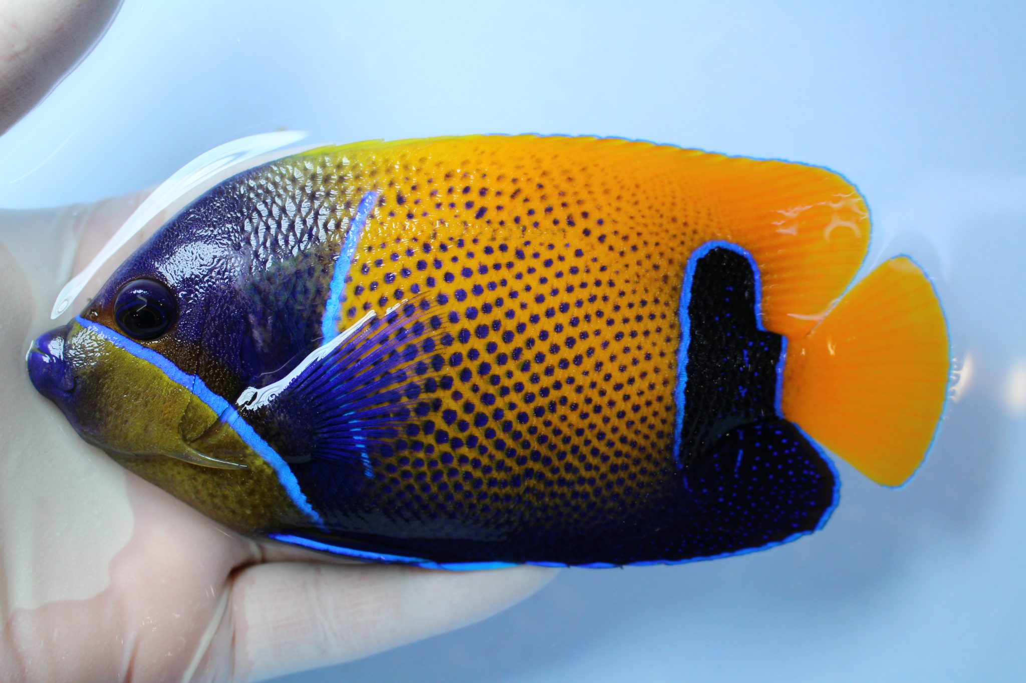 20200404 海水魚 海水魚専門店ナチュラルマリンクラブ