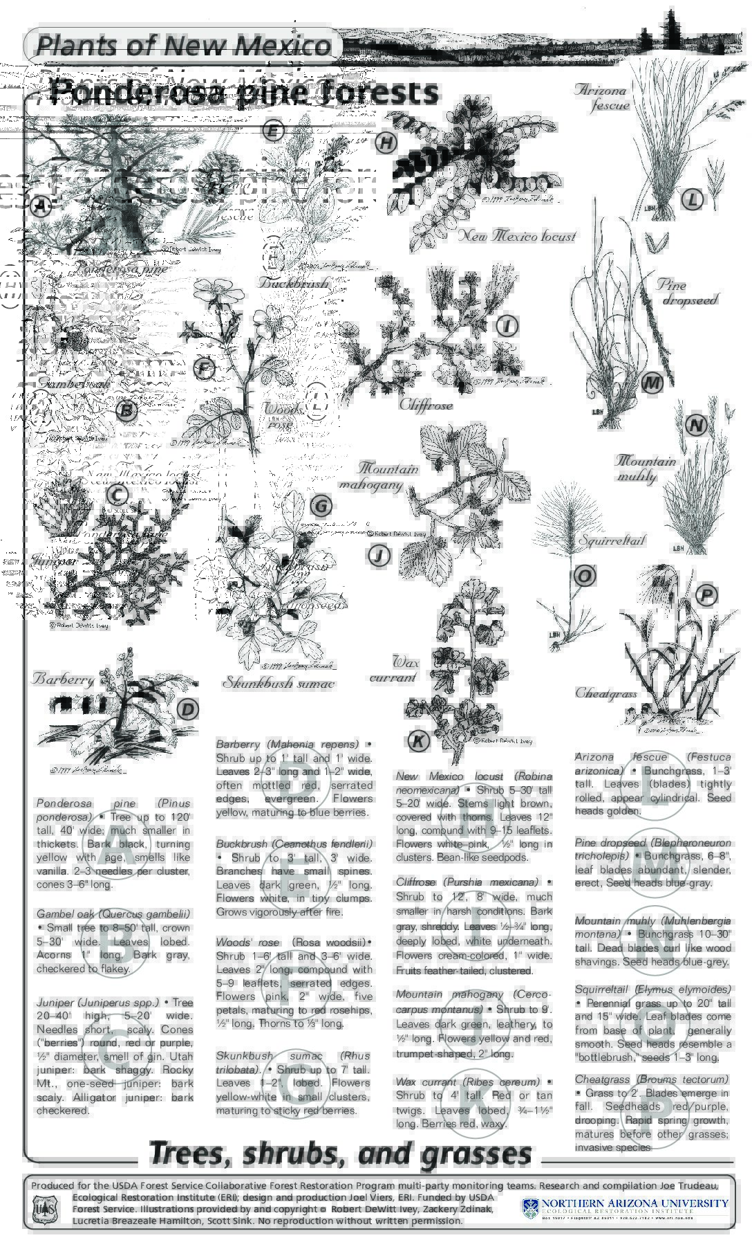 New Mexico Plant Guides New Mexico Forest and Watershed Restoration