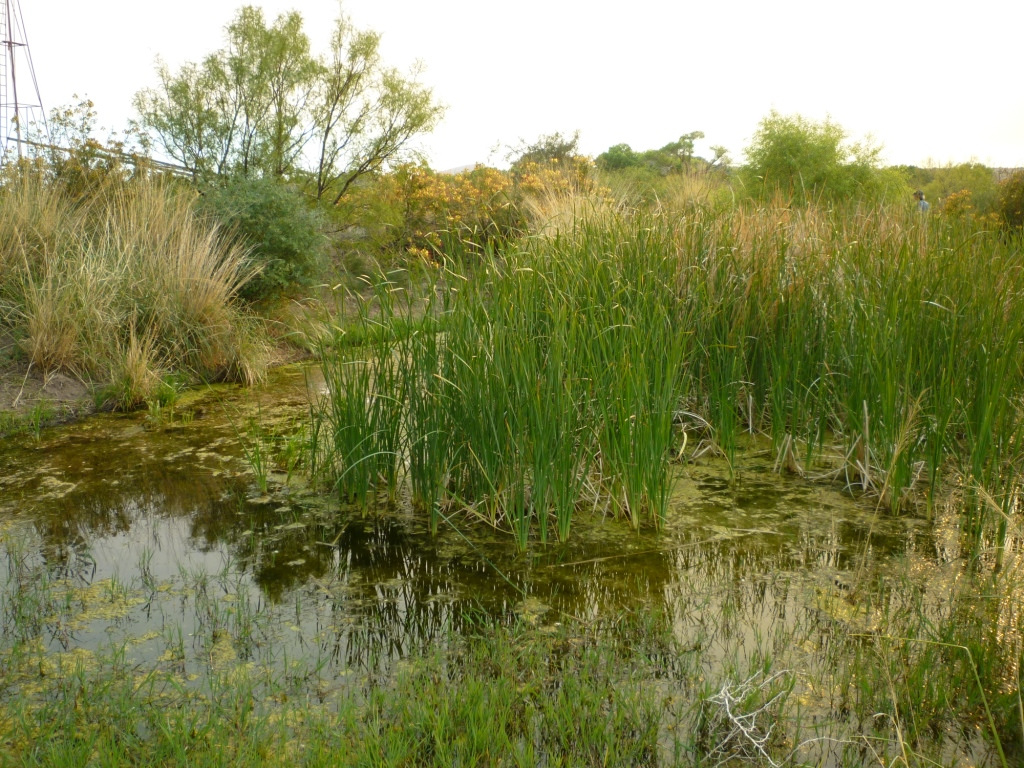 River Ranch New Mexico Land Conservancy
