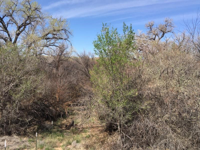 Rio Abajo Conservation Area New Mexico Land Conservancy
