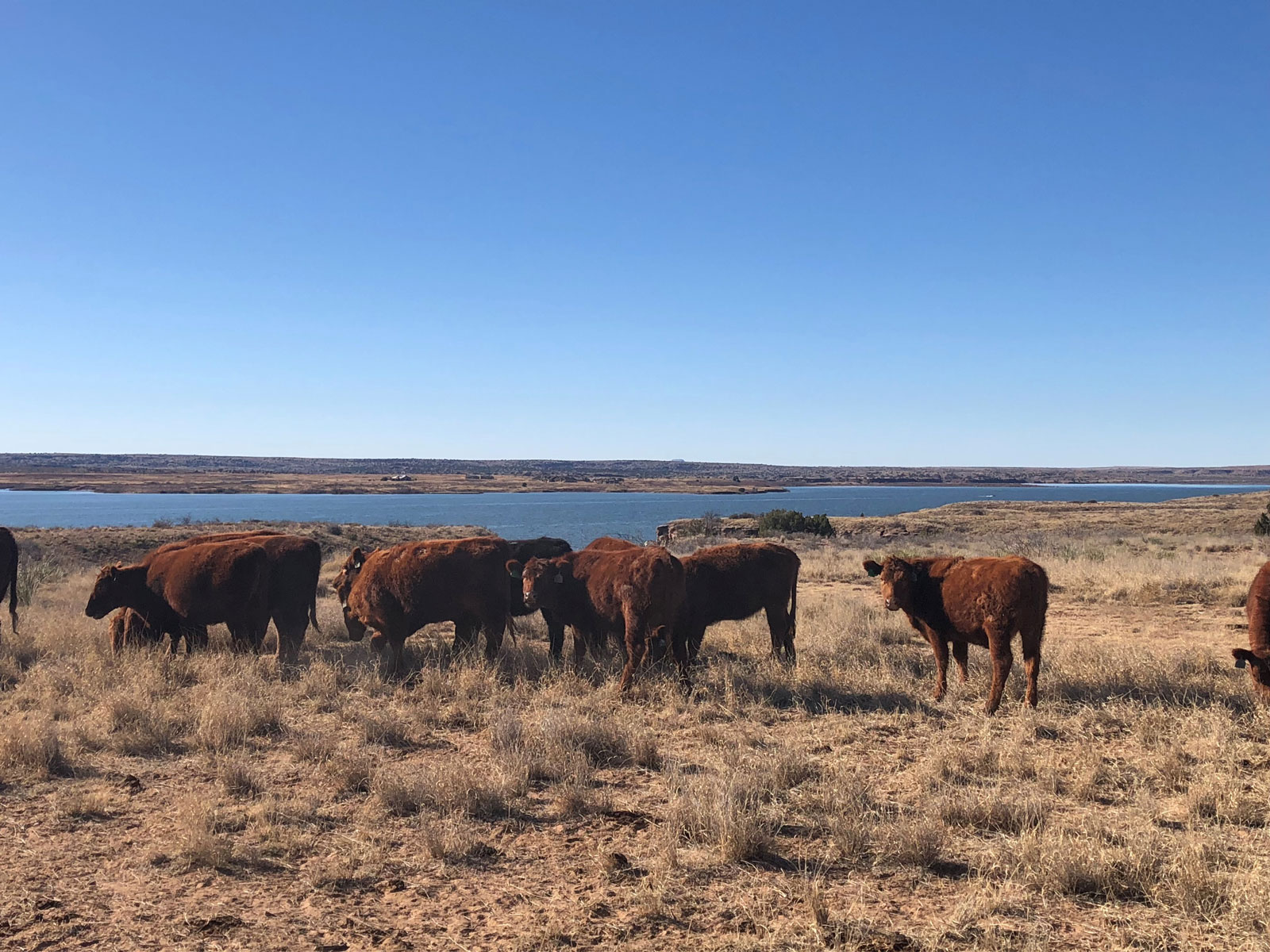 Ute Lake Ranch New Mexico Land Conservancy