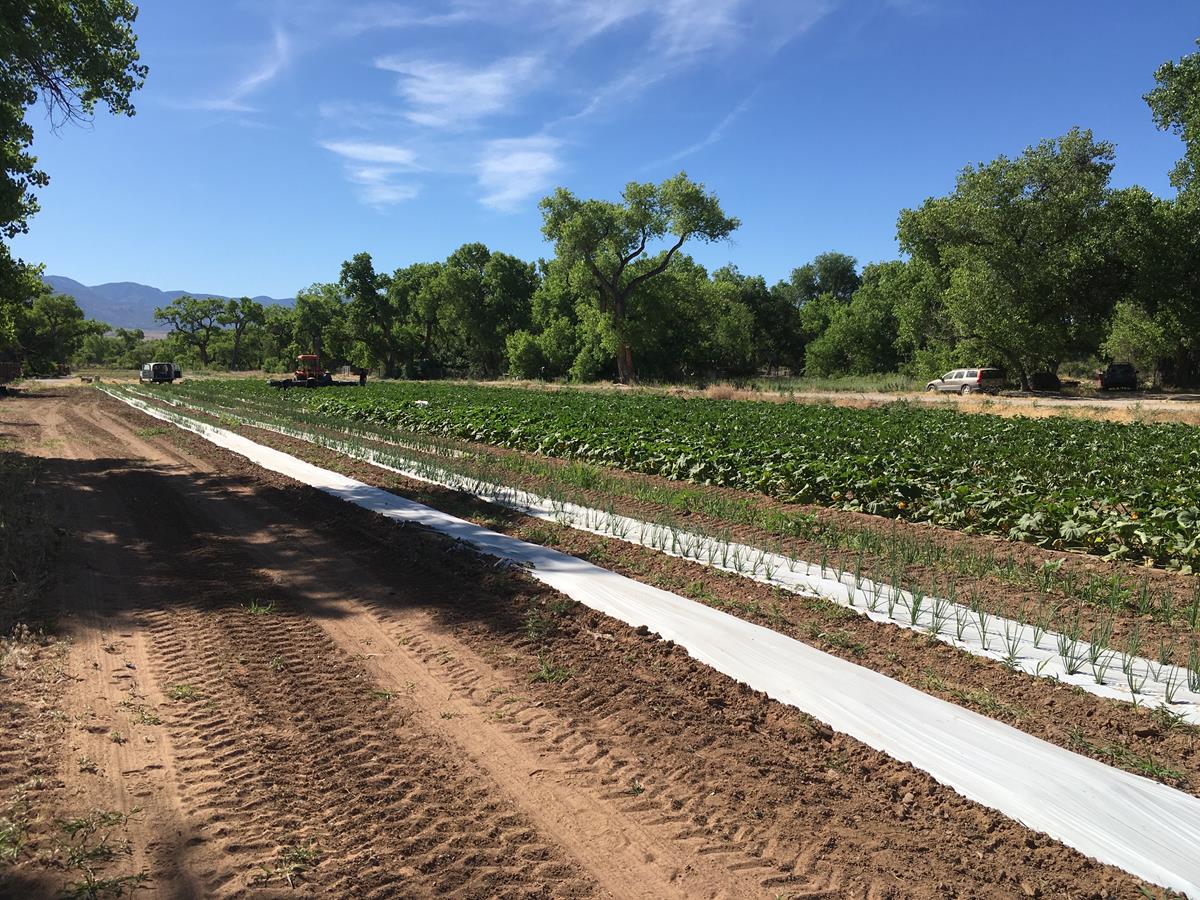 Boyd Farmland New Mexico Land Conservancy