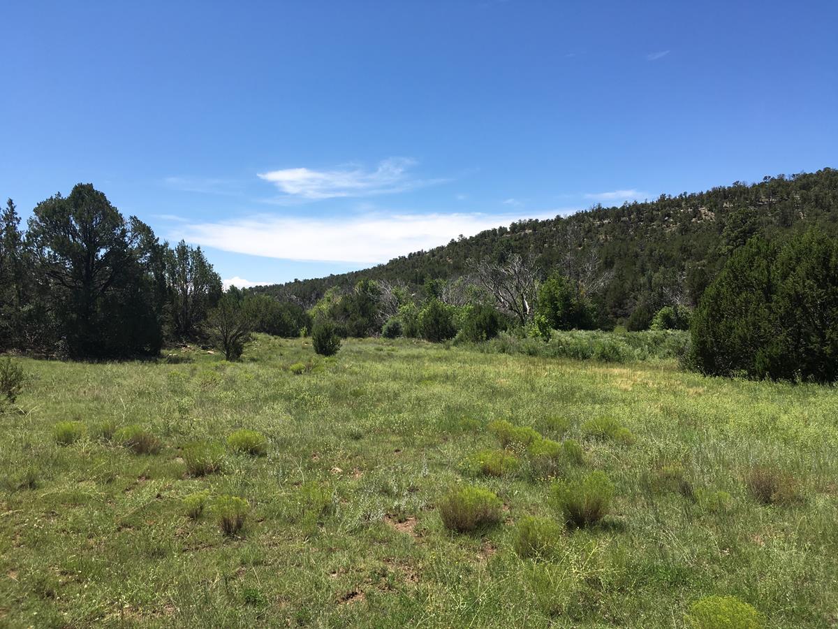 Creeky Springs Ranch New Mexico Land Conservancy