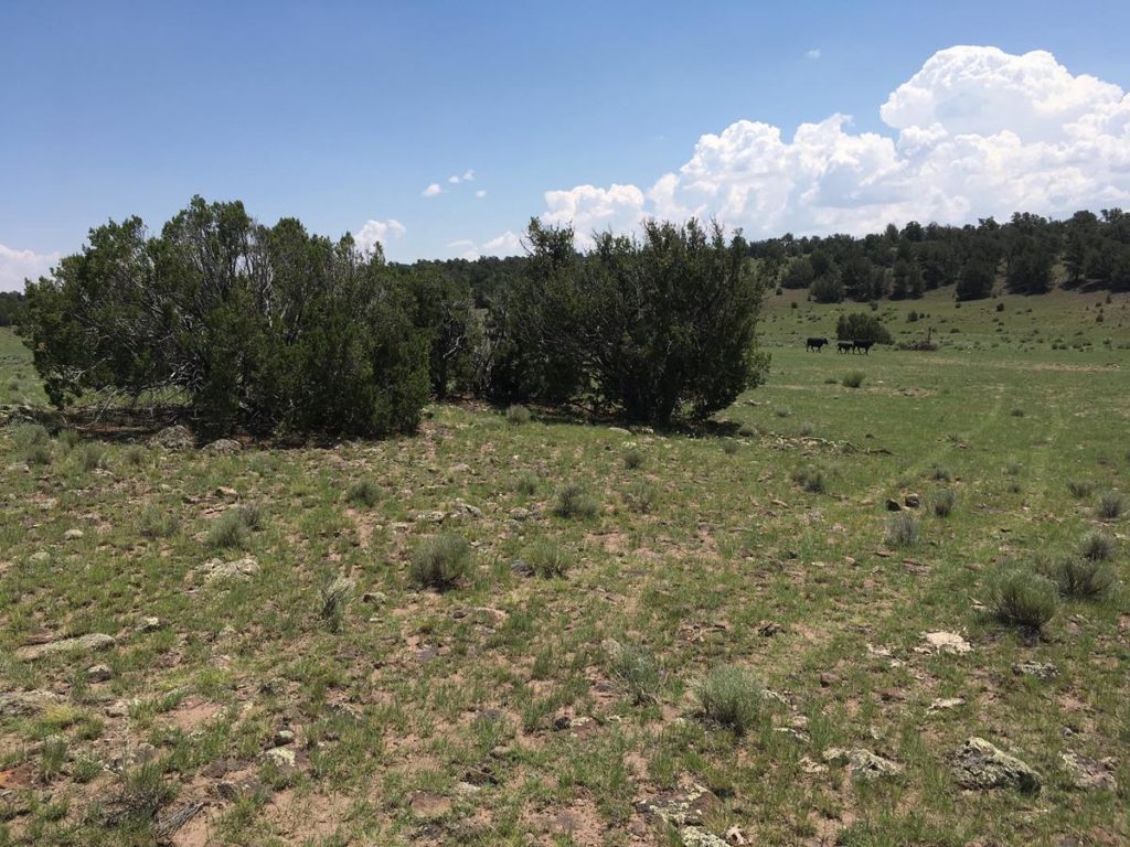 Rito Springs Ranch New Mexico Land Conservancy