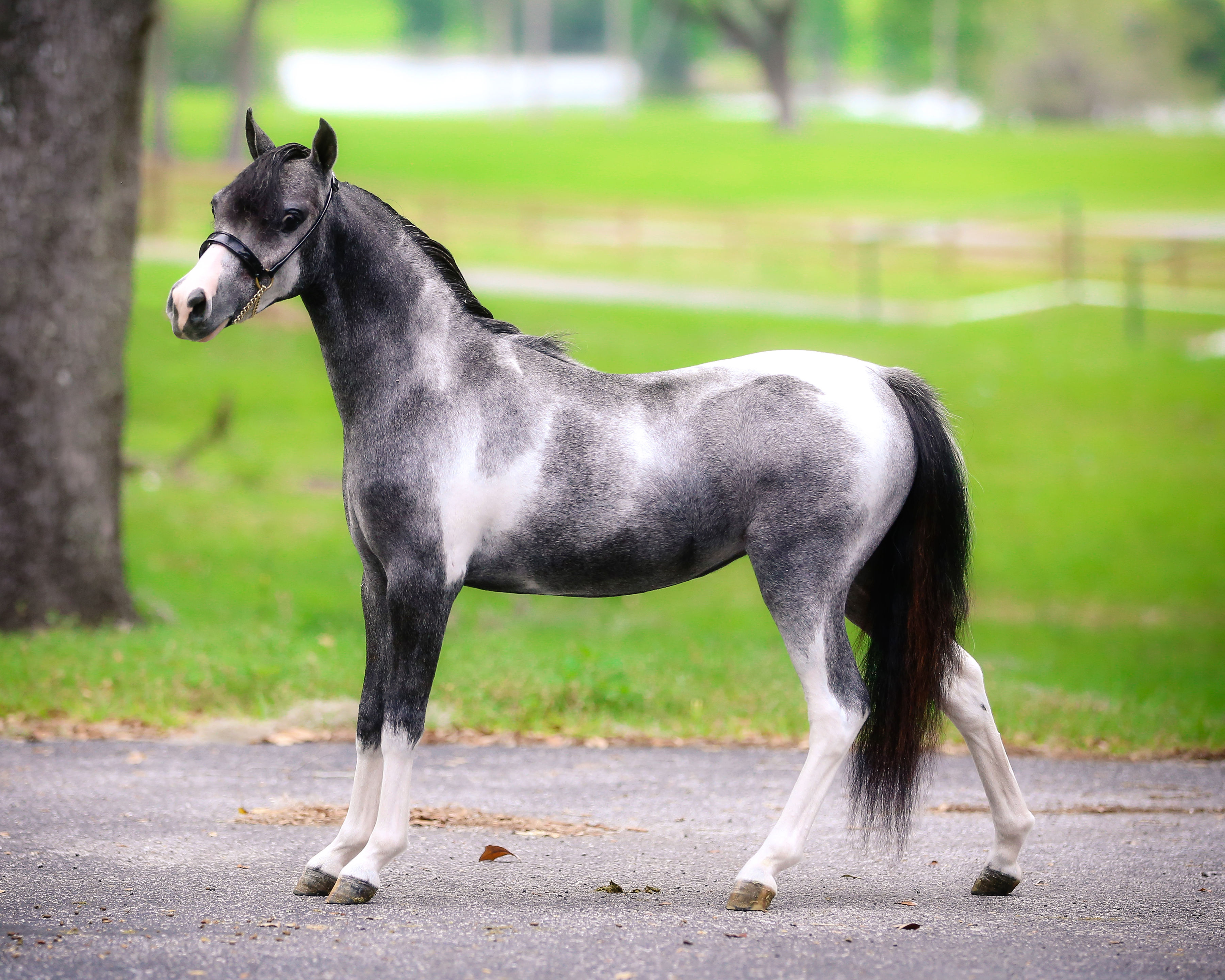 NMotion Equestrian » Carefree Rare Wish