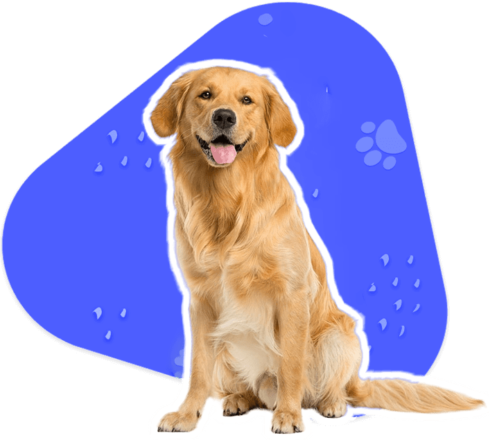 National Microchip Registry Pet Microchip Registry Puppy Unique ID