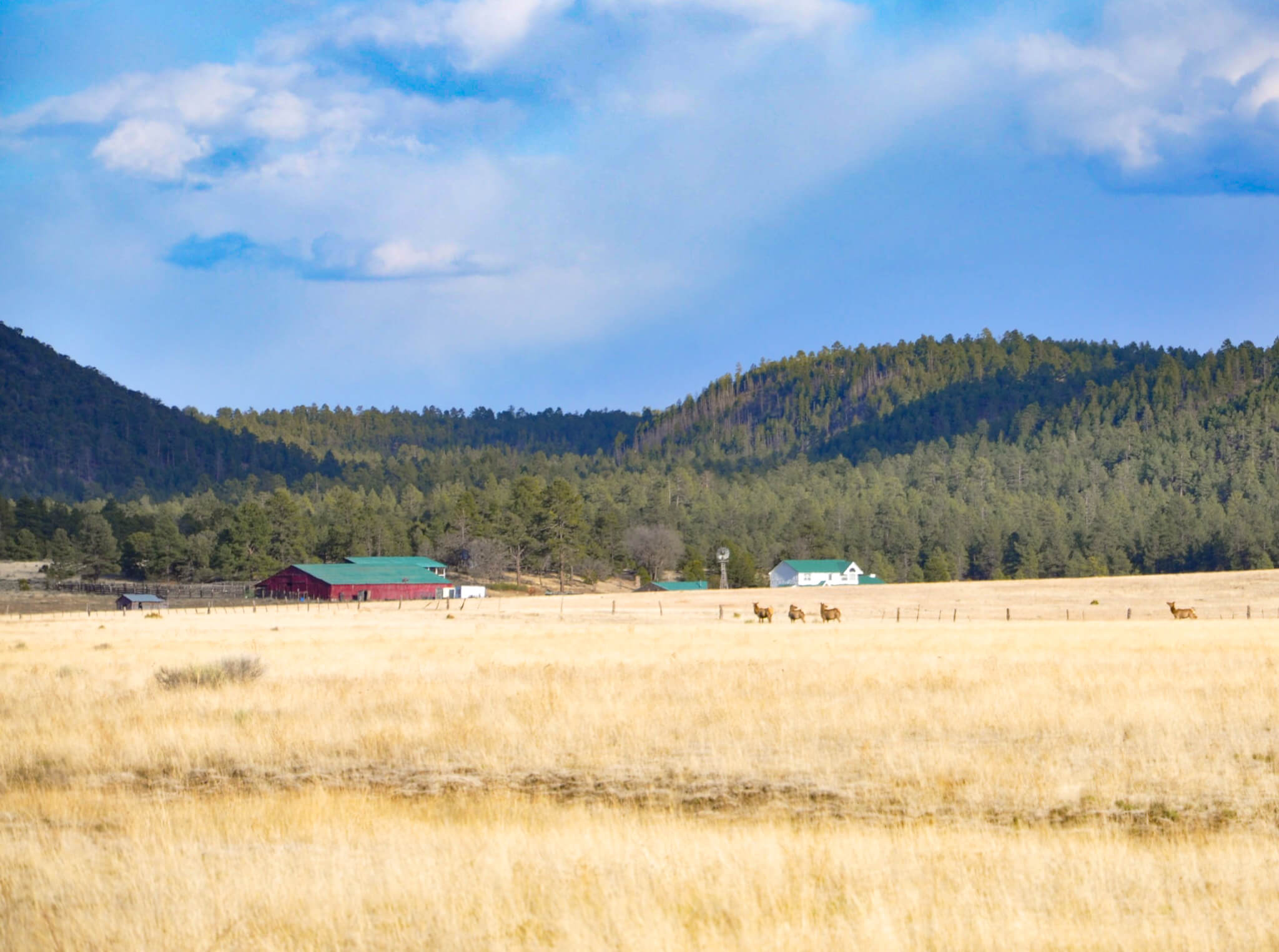 Heavenly Acres Ranch Luna, New Mexico ***SOLD***
