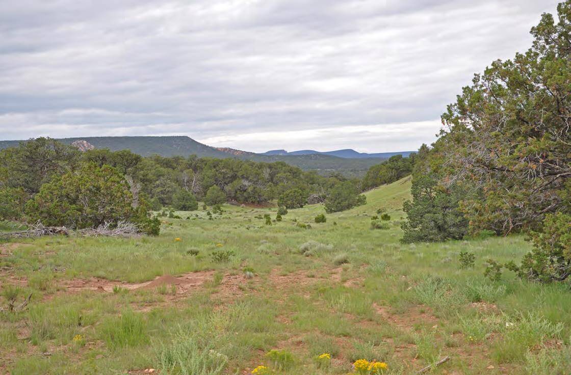 new mexico hunting ranches for sale