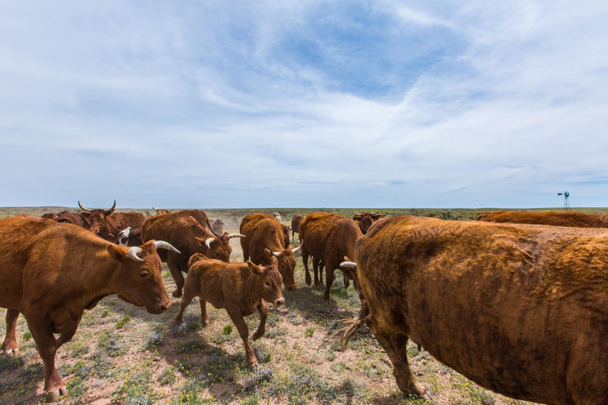 New Mexico Hunting Ranches for Sale Cattle Ranches 4 Sale